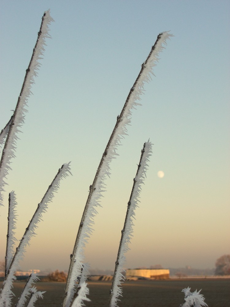 Ein Gruß vom Väterchen Frost