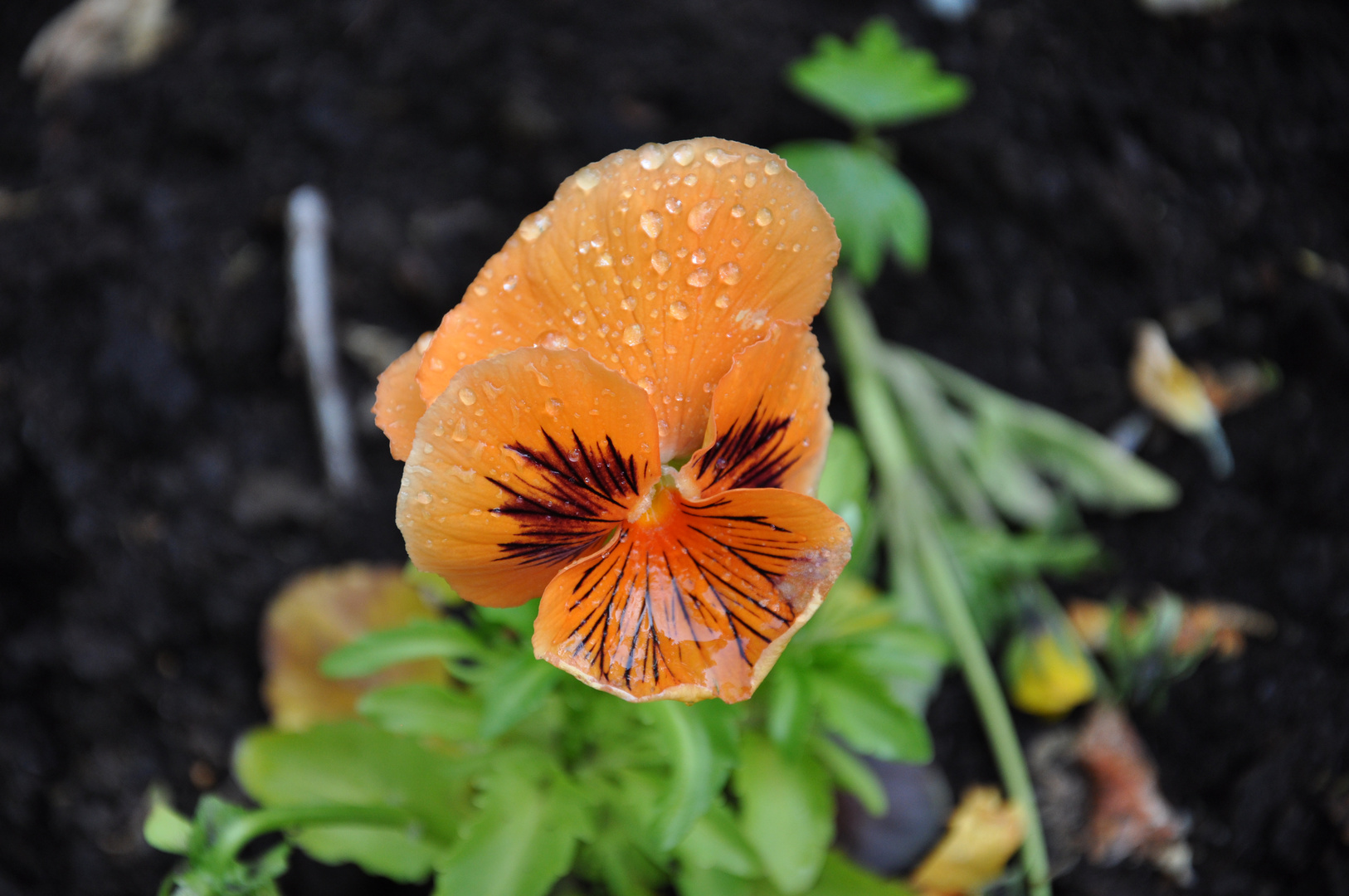 Ein Gruß von der Landesgartenschau in Aschersleben