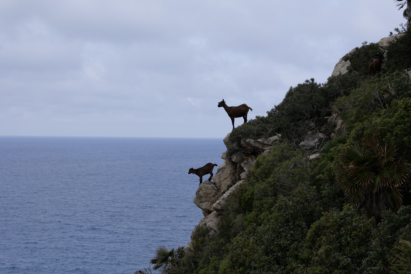 Ein Gruß von Mallorca (unbearbeitet)