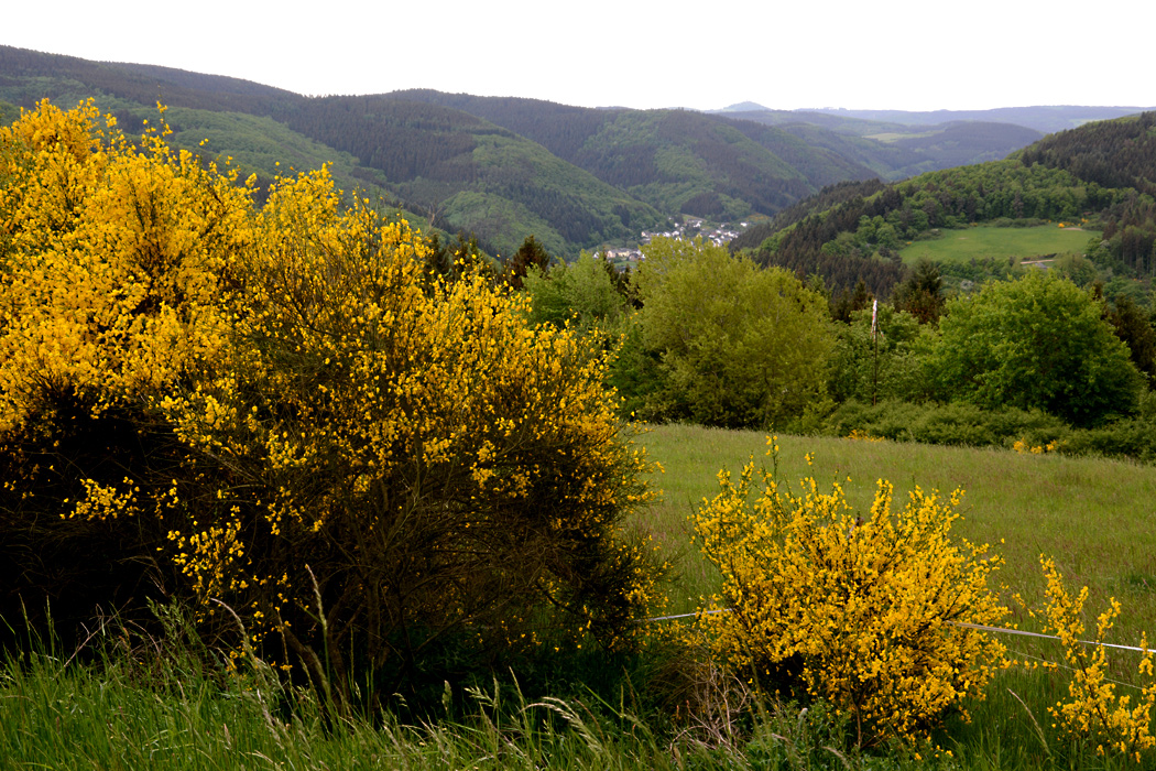 Ein Gruß zu Pfingsten mit dem blühenden "Eifelgold"