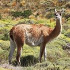 Ein Guanako im Torres del Paine