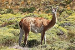 Ein Guanako im Torres del Paine