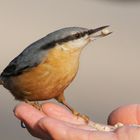 Ein Günther auf der Hand ist mir lieber, als...