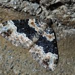 Ein gut getarnter Breitbinden-Labkrautspanner (Epirrhoe galiata) auf einer Felswand. *
