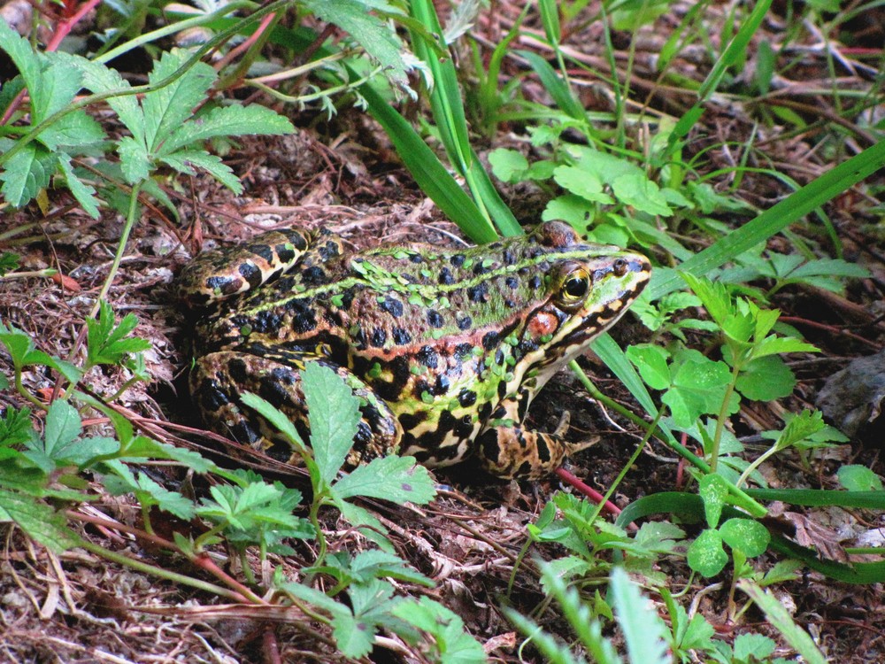 Ein gut getarnter Frosch