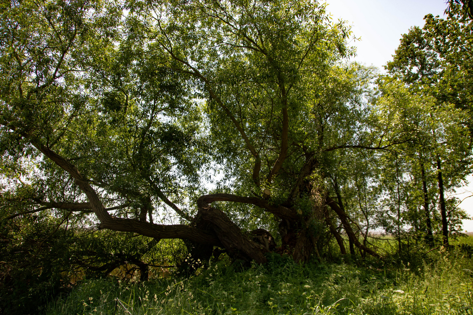 Ein gut gewachsener Baum (wenn man gut hinschaut)