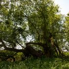 Ein gut gewachsener Baum (wenn man gut hinschaut)