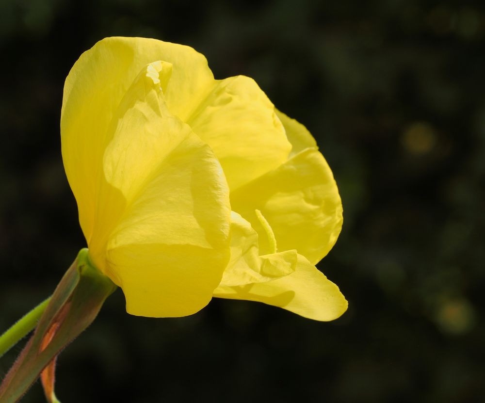 Ein Gute-Laune Blümchen