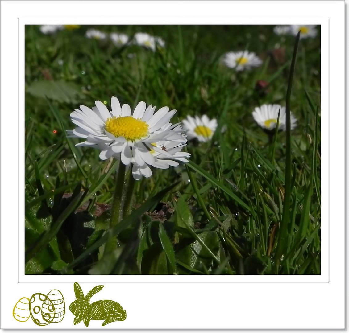 Ein guten Morgen Blümchen