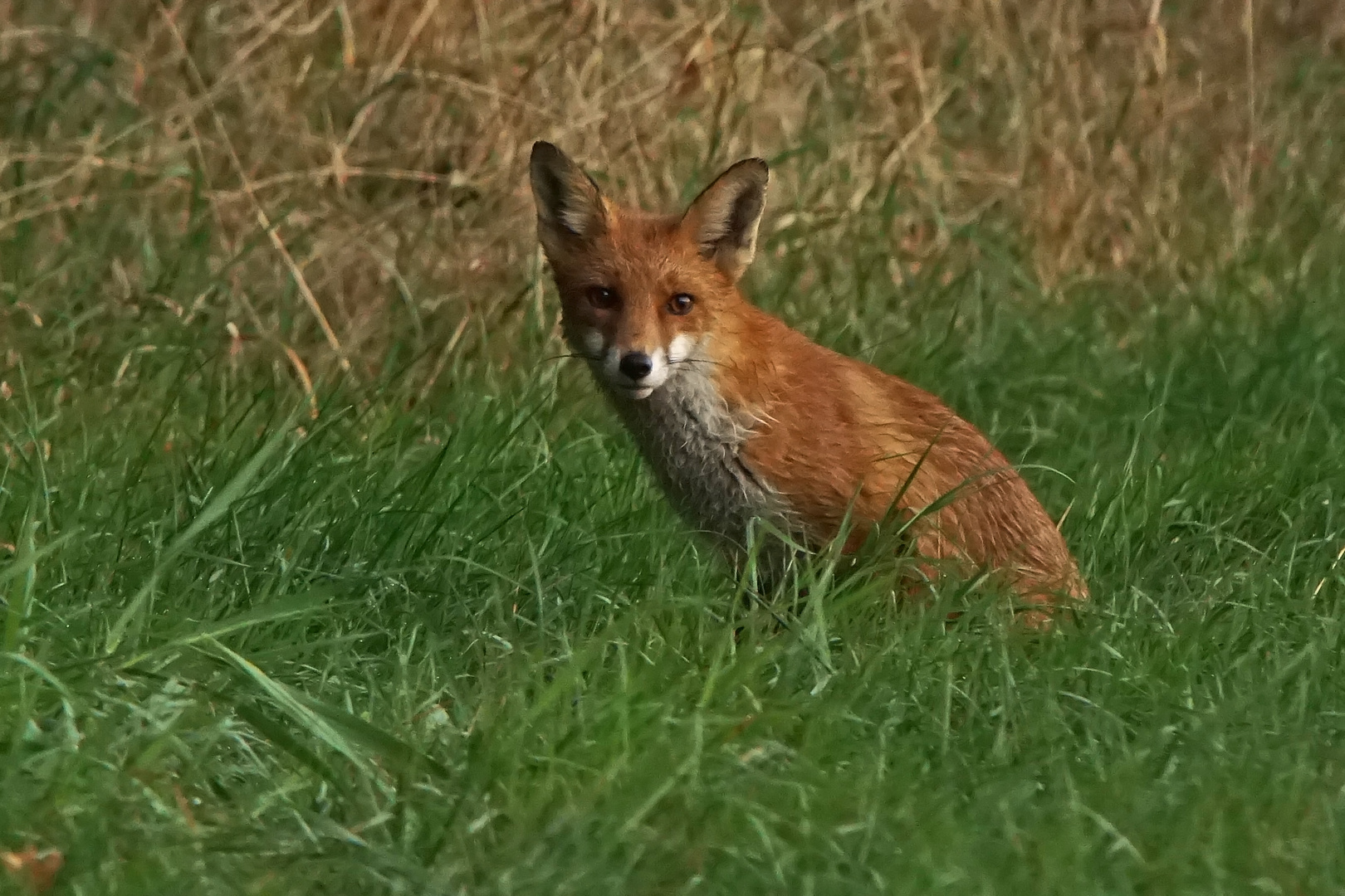 Ein Guten Morgen-Fuchs....