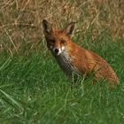 Ein Guten Morgen-Fuchs....