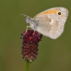 Ein Guten Morgen Kleiner Heufalter (Coenonympha pamphilus)