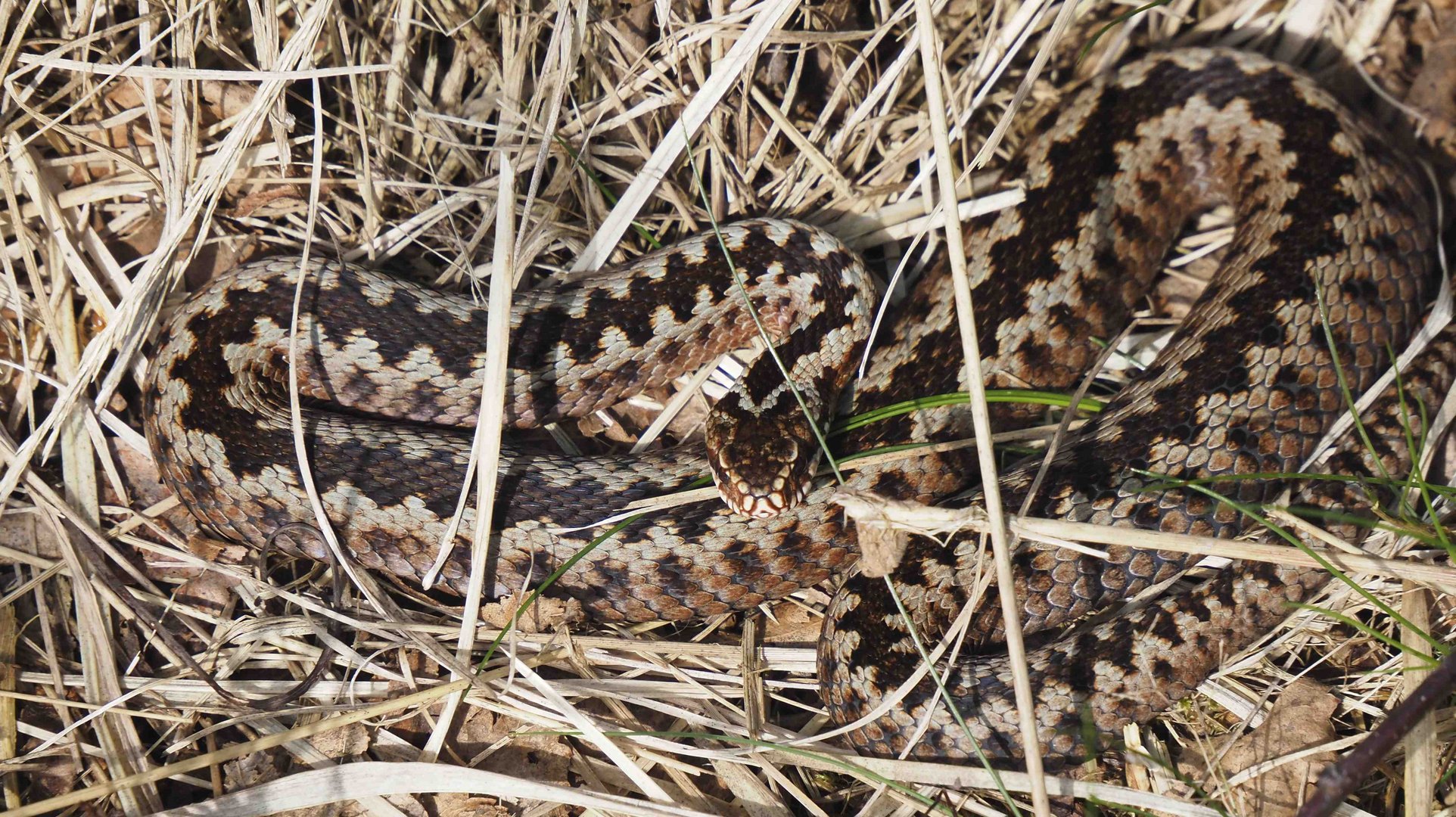 EIN GUTER BERUS-TAG IM VENNER MOOR