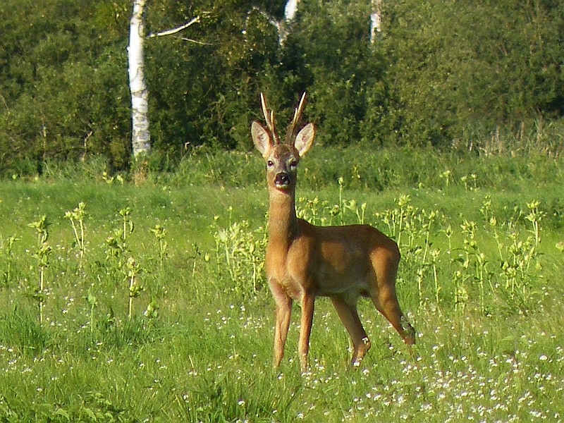 Ein guter Bock