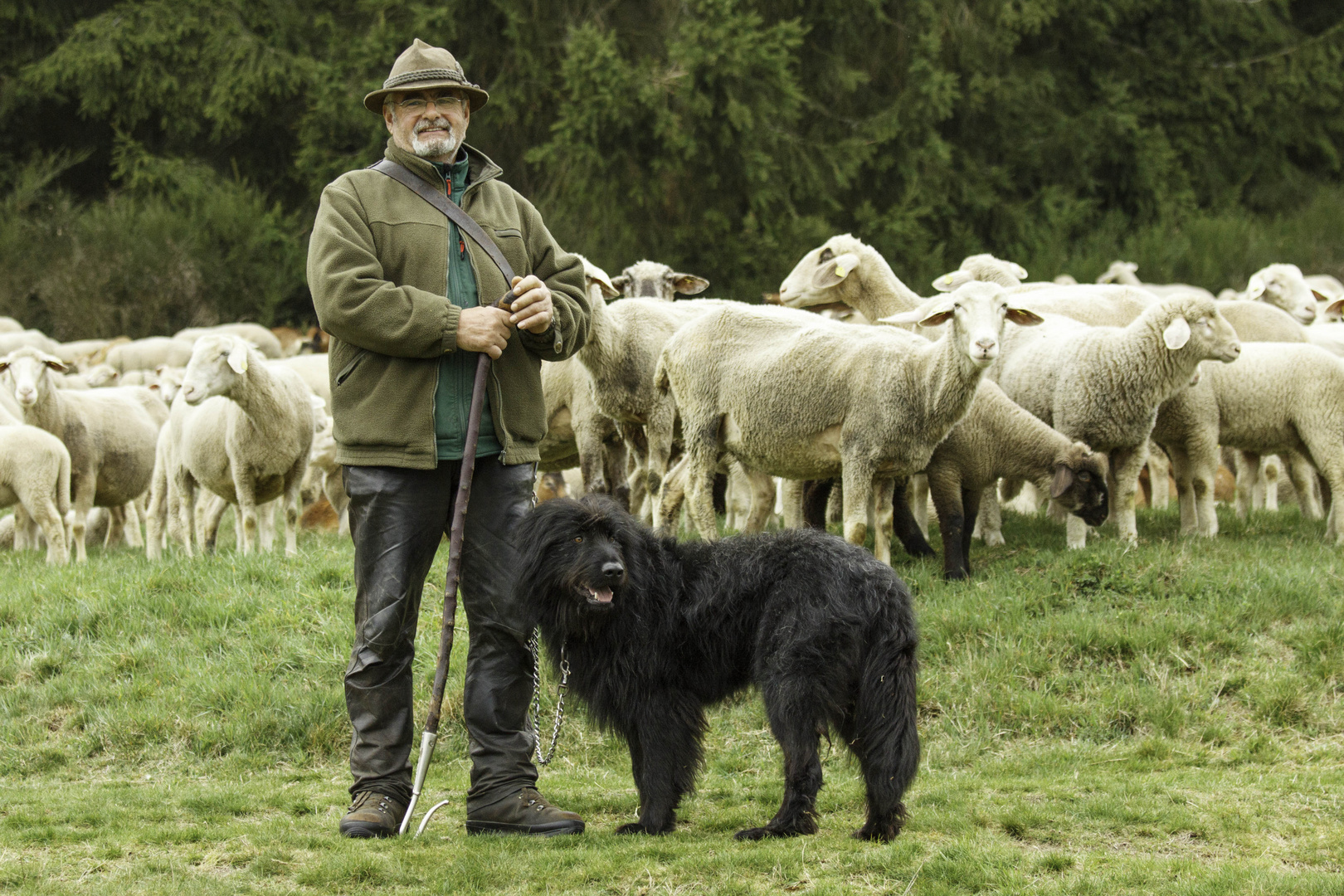 Ein guter Hirte Foto &amp; Bild | tiere, tier und mensch, schafe Bilder auf
