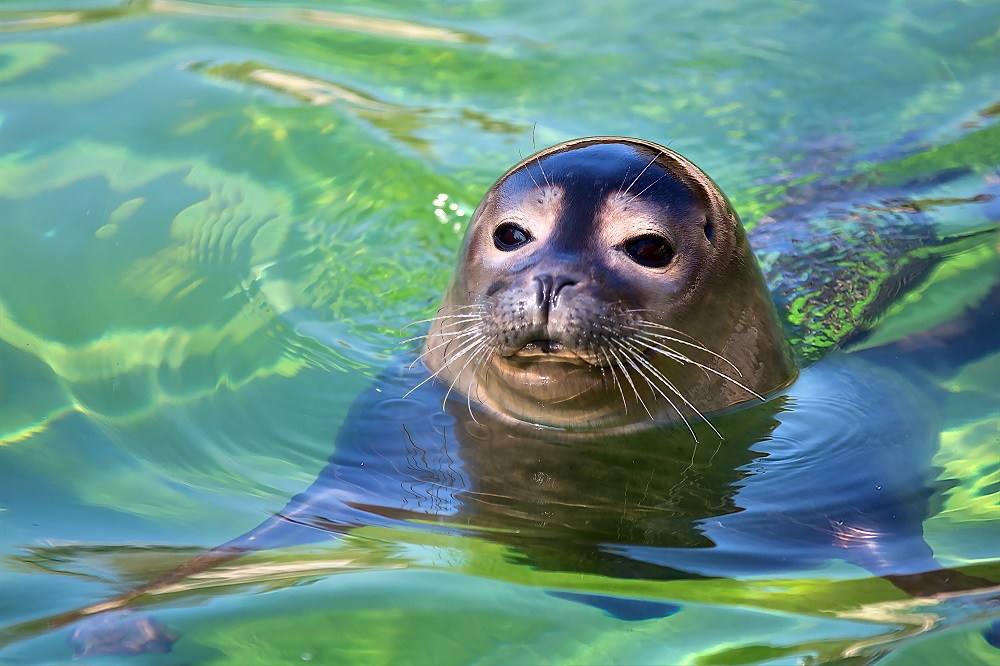 Ein guter Schwimmer.