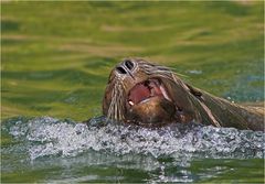 Ein guter Schwimmer ....