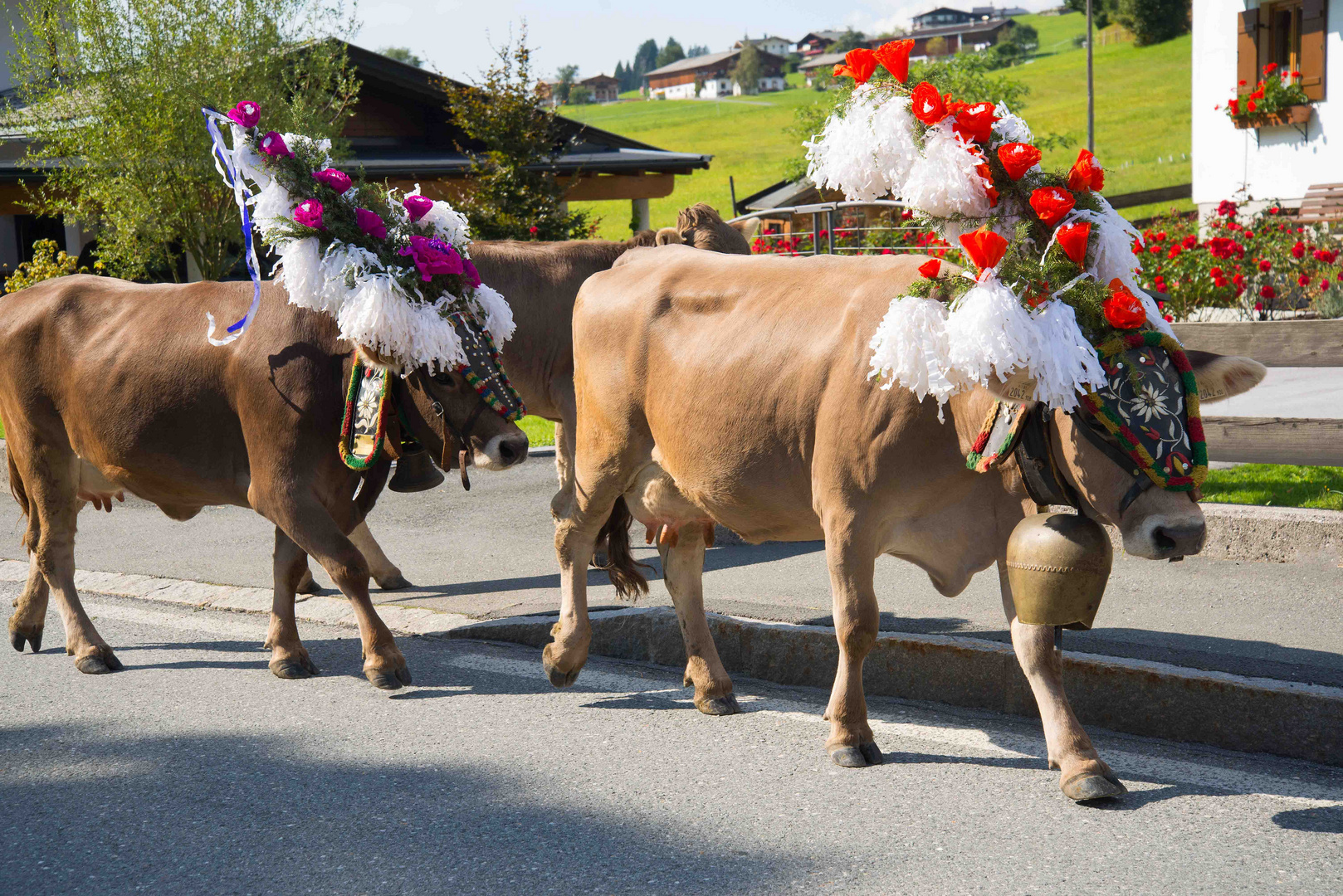 Ein guter Sommer auf der Alm geht zu Ende...