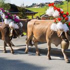 Ein guter Sommer auf der Alm geht zu Ende...