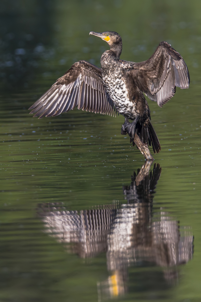 Ein guter Taucher ...