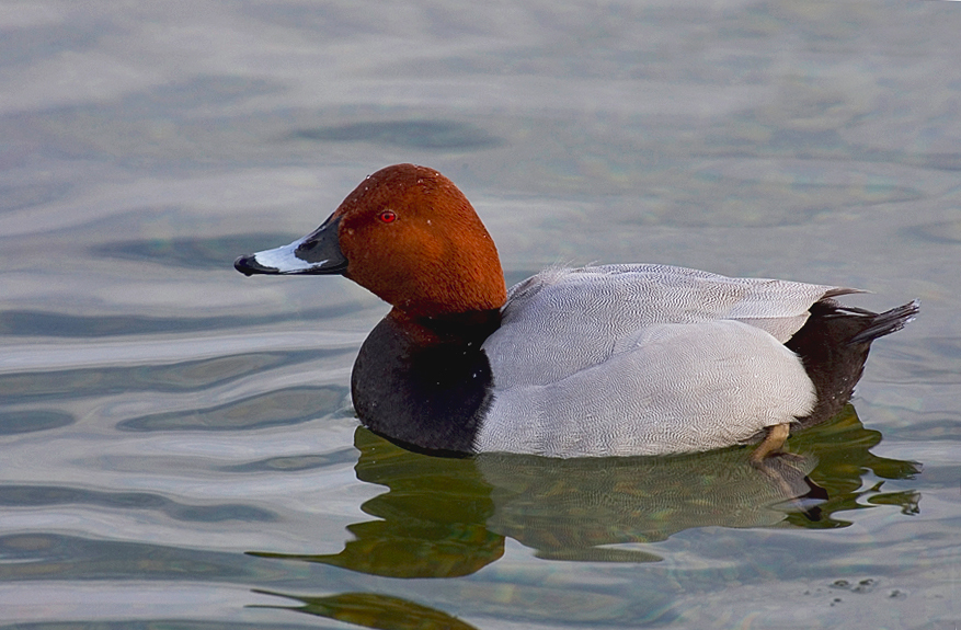 Ein guter Taucher