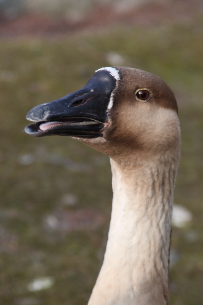 Ein guter Wächter