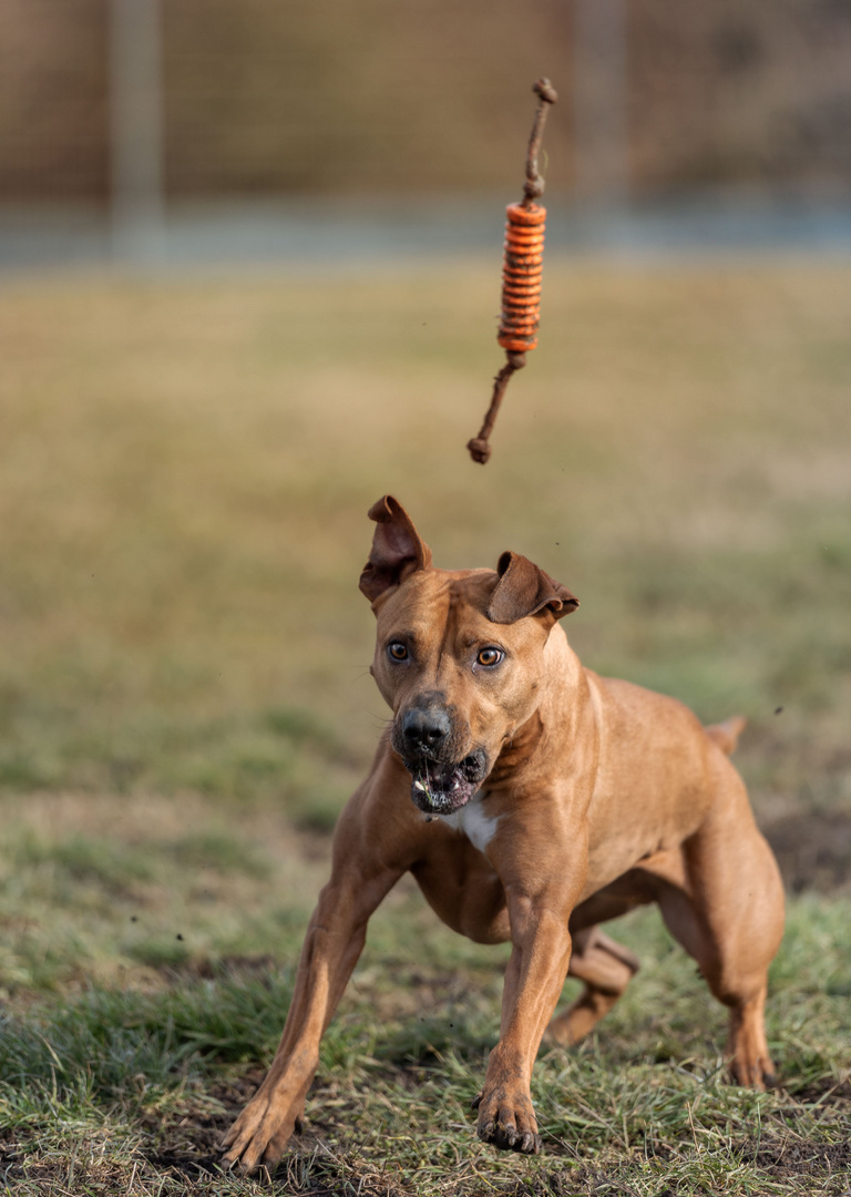 ein guter Wurf ist alles ) Foto & Bild tiere, haustiere, hunde Bilder auf