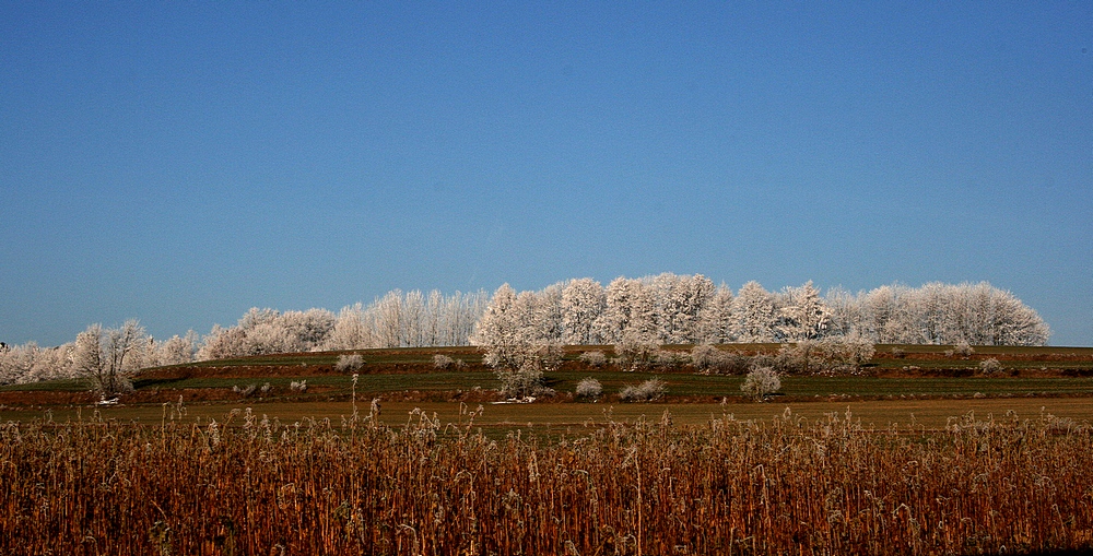 EIN GUTES 2009