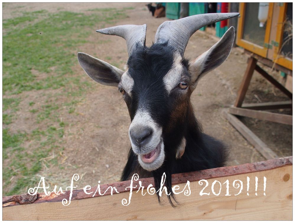 Ein gutes Jahr 2019!