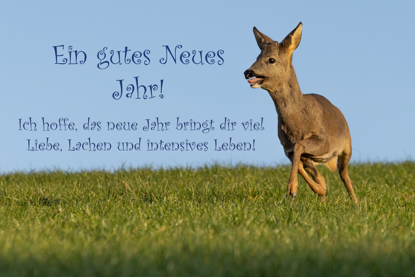 Ein gutes Neues Jahr! Foto & Bild gratulation und feiertage