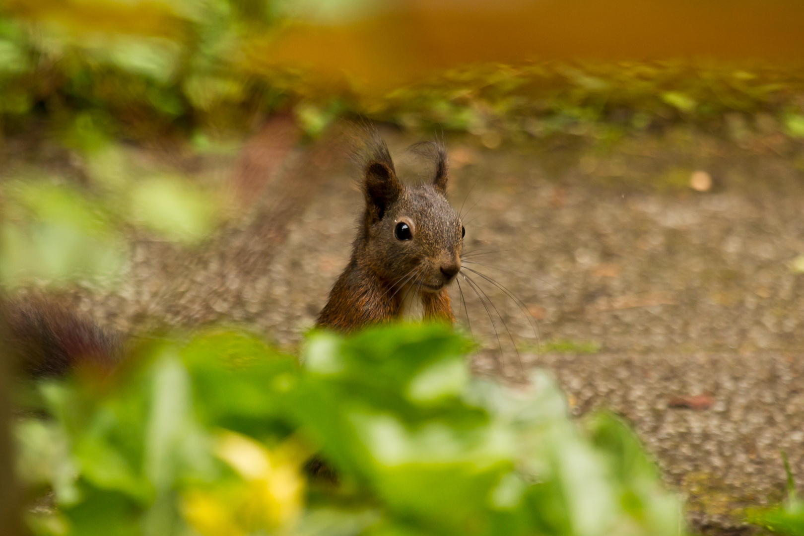 Ein gutes Versteck!