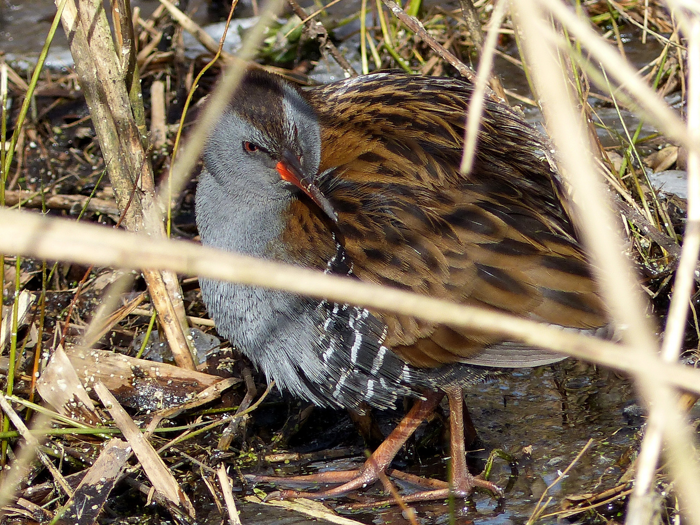 Ein gutes Versteck hatte die Wasserralle