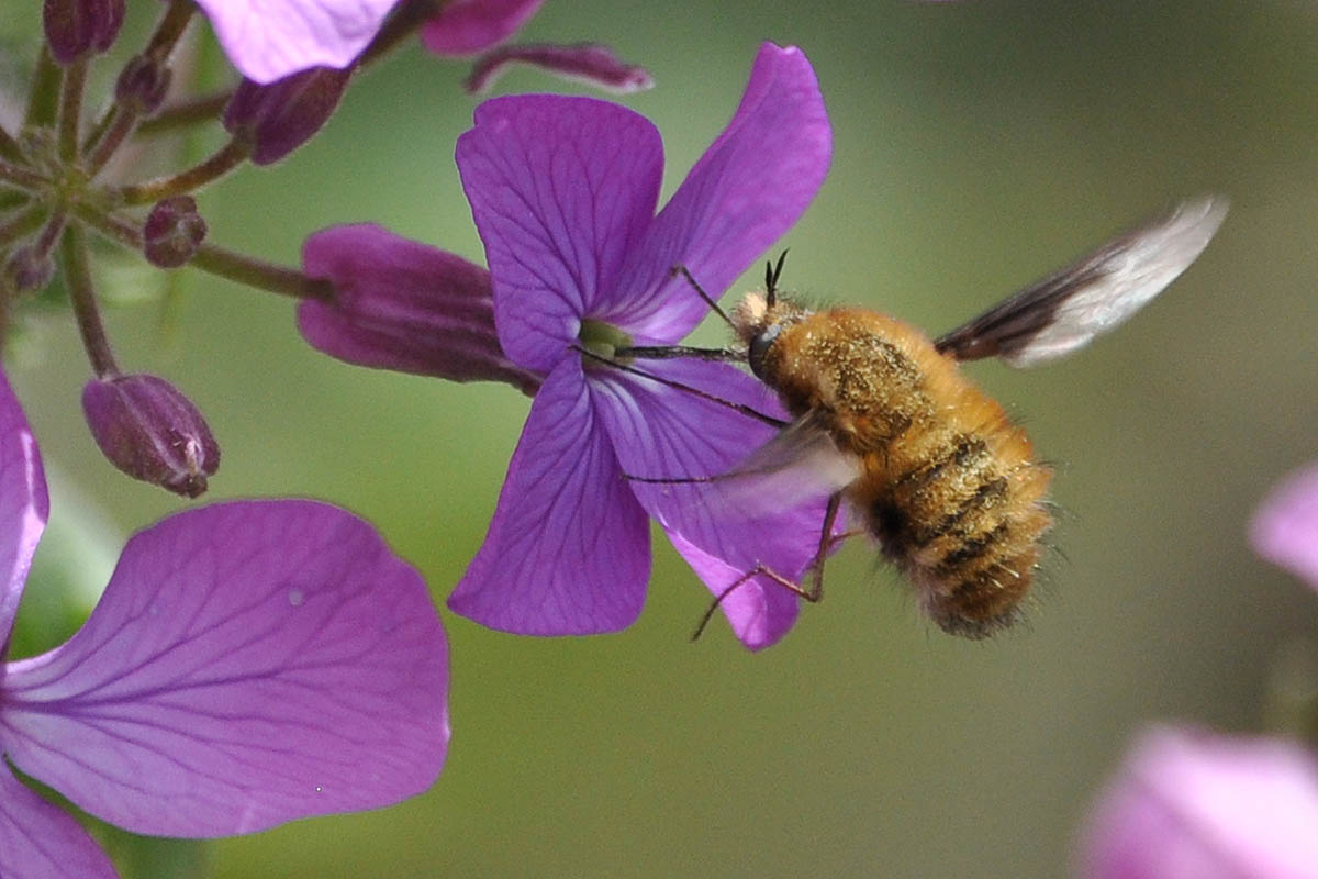 Ein haariger Geselle