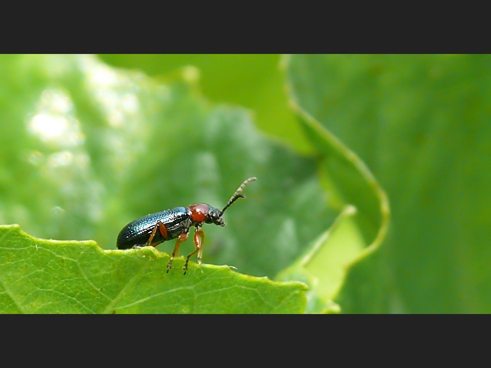 Ein Hähnchen auf Futtersuche :-))