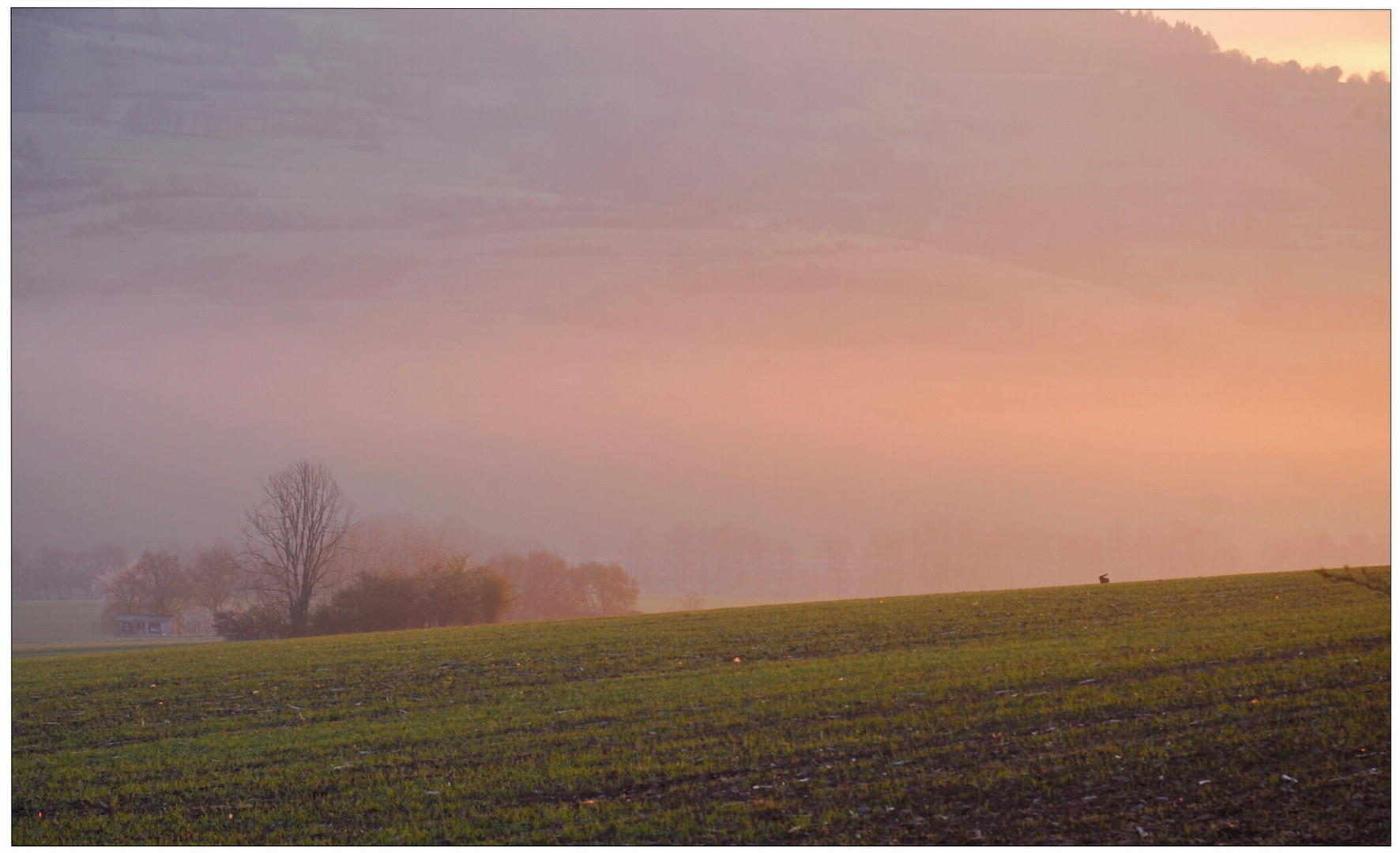 Ein Häschen genießt die Morgensonne (un liebrito está disfrutando el sol de la mañana)