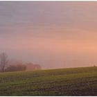 Ein Häschen genießt die Morgensonne (un liebrito está disfrutando el sol de la mañana)