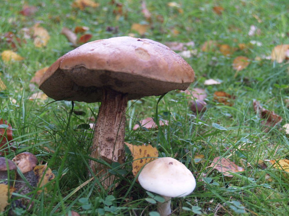 Ein häßlicher Pilz