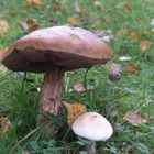 Ein häßlicher Pilz