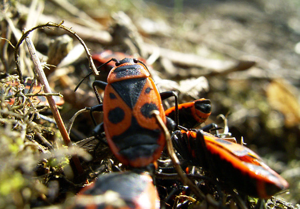 Ein hässlicher Planet. Ein Bugplanet!