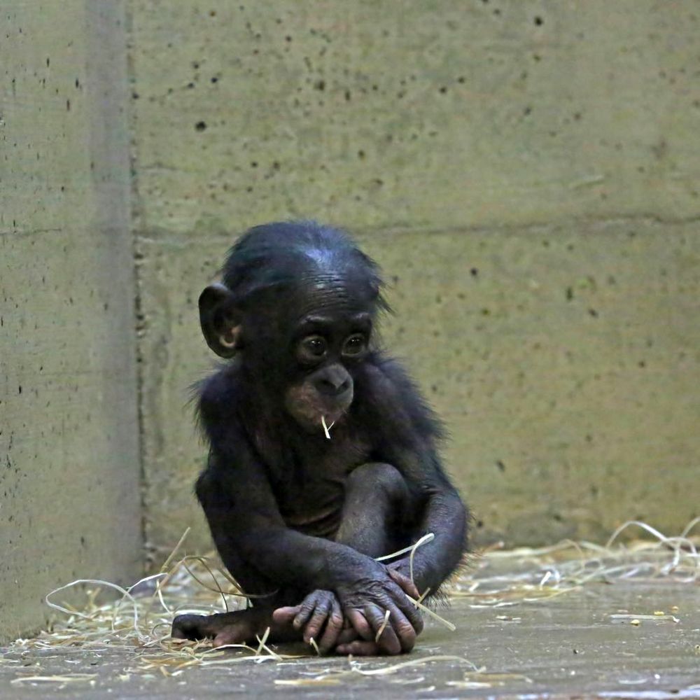 "Ein Häufchen Elend" Foto & Bild tiere, zoo, wildpark & falknerei