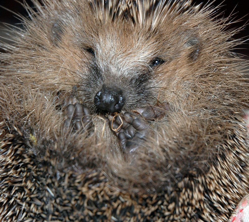 Ein Häufchen Igel