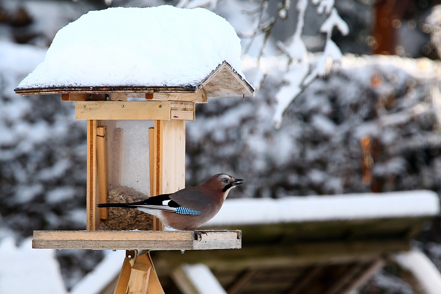 ein häufiger gast in diesem winter, der eichelhäher