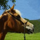 Ein Haflinger...