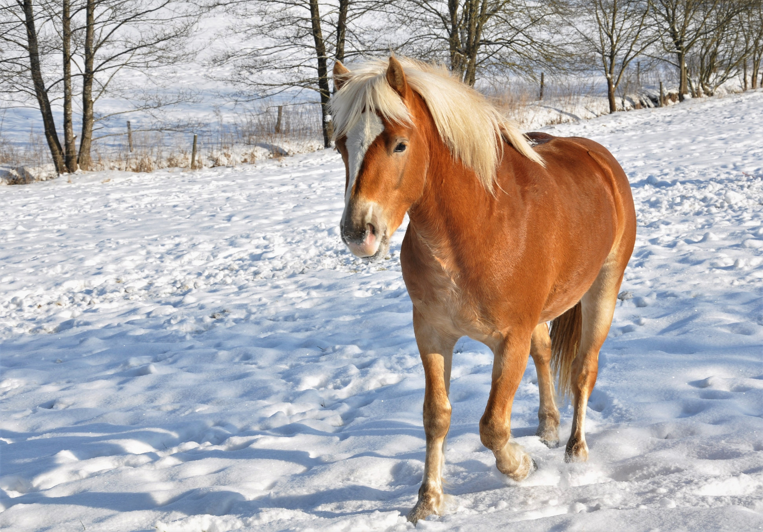             Ein Haflinger im Winter 