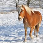             Ein Haflinger im Winter 