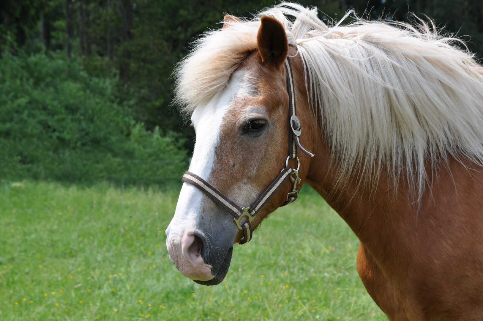 ein Haflinger Portrait