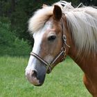 ein Haflinger Portrait