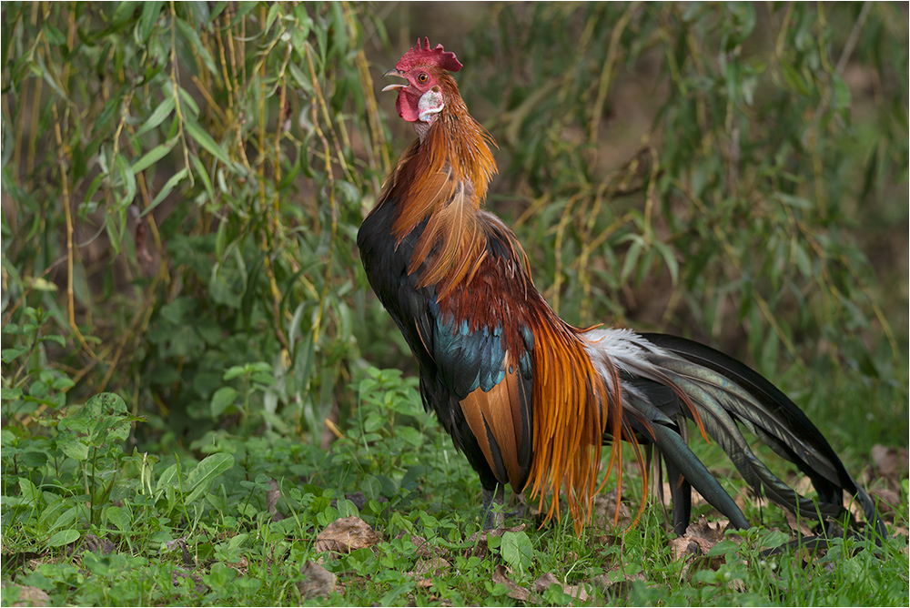 Ein Hahn mit großer Klappe.....Frohe Ostern.....