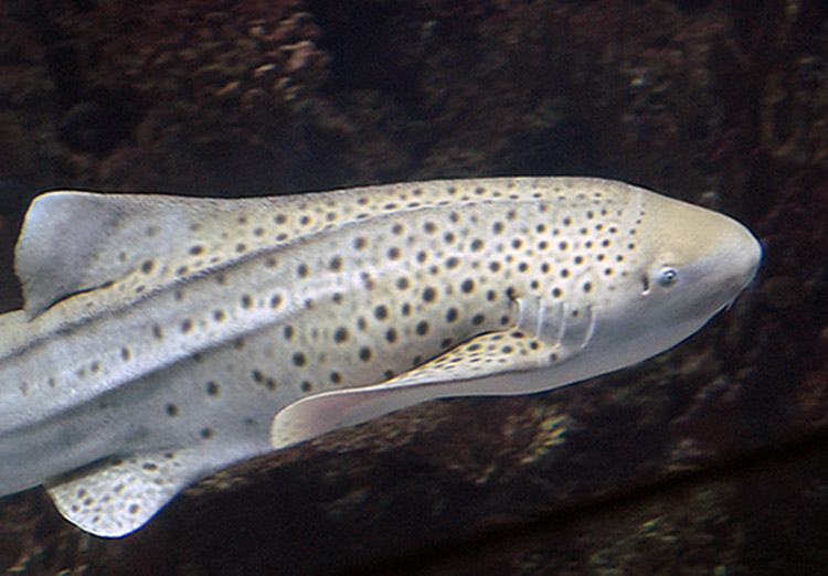Ein Hai ? Foto & Bild | tiere, zoo, wildpark & falknerei, zoo: fische ...