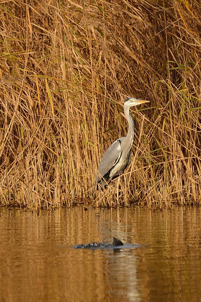 Ein Hai im Teich oder was?